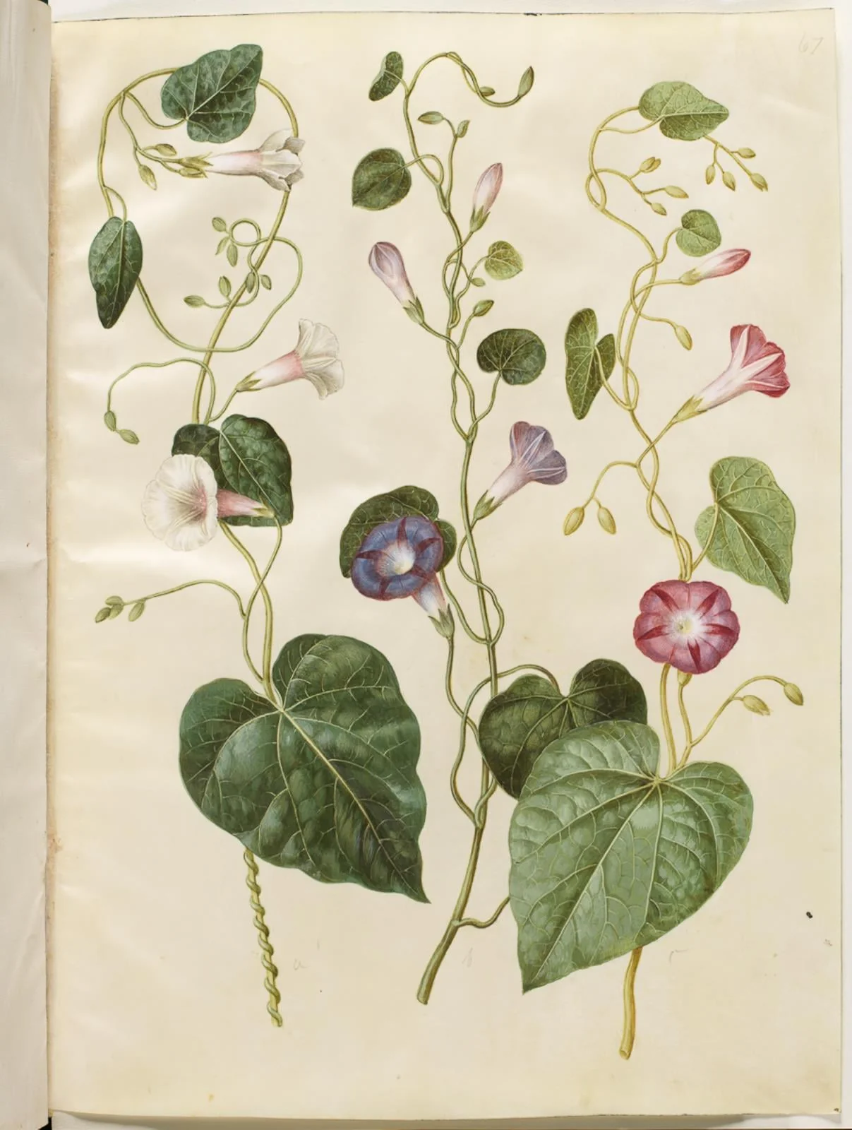 Ipomoea purpurea (purpur-pragtsnerle), by Unknown, unspecified, 1654