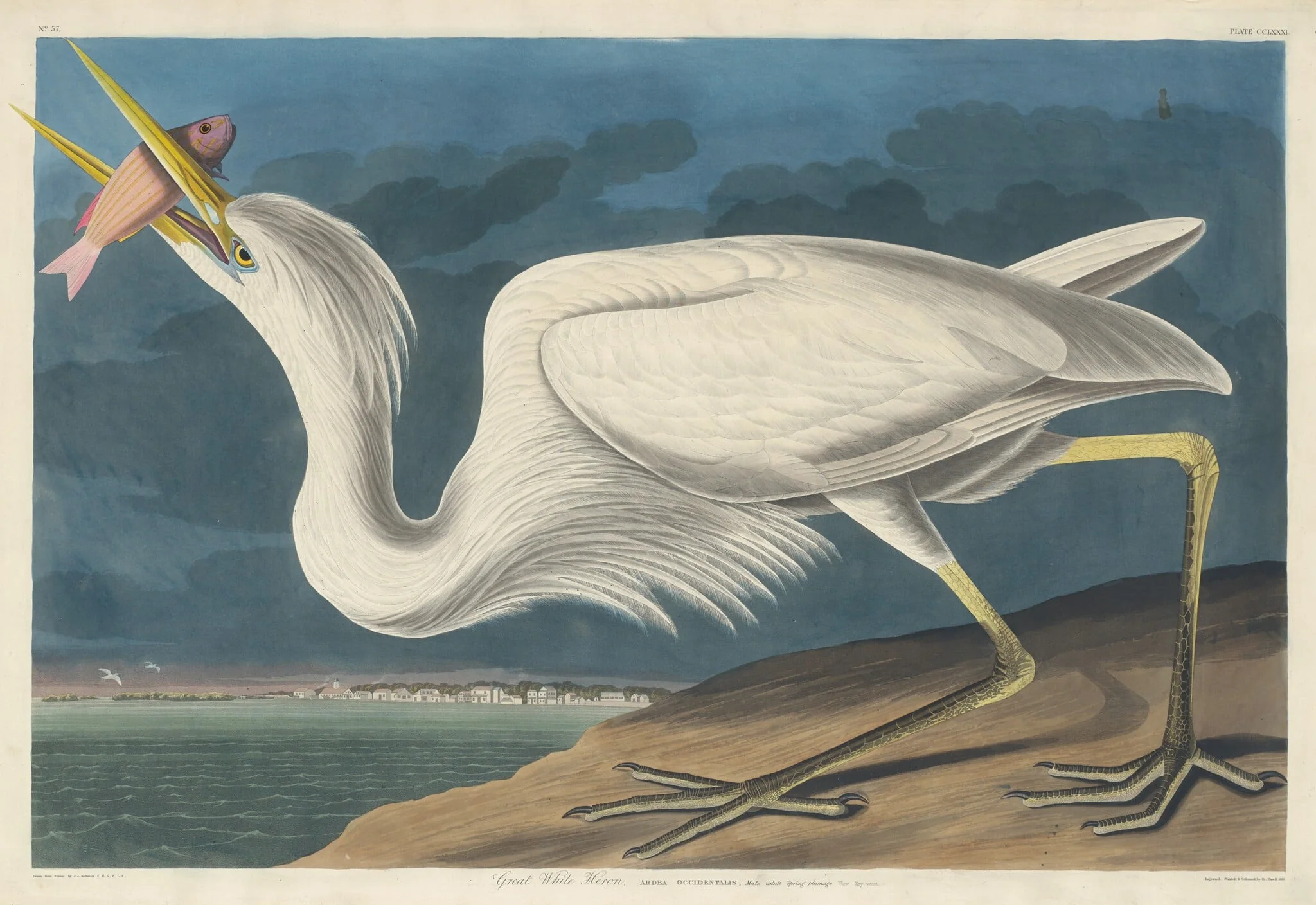 Great White Heron, by Robert Havell Jr., ink, 1835