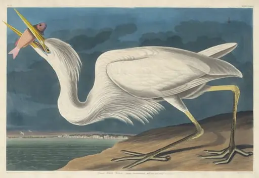 Great White Heron