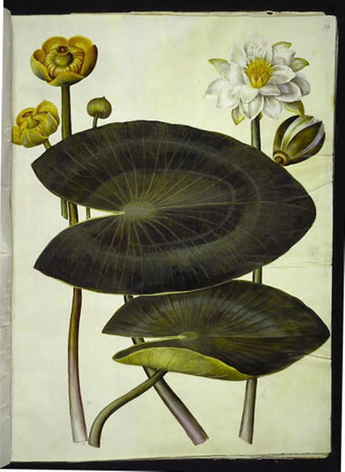 Nuphar lutea (gul åkande); Nymphaea alba (hvid nøkkerose)
