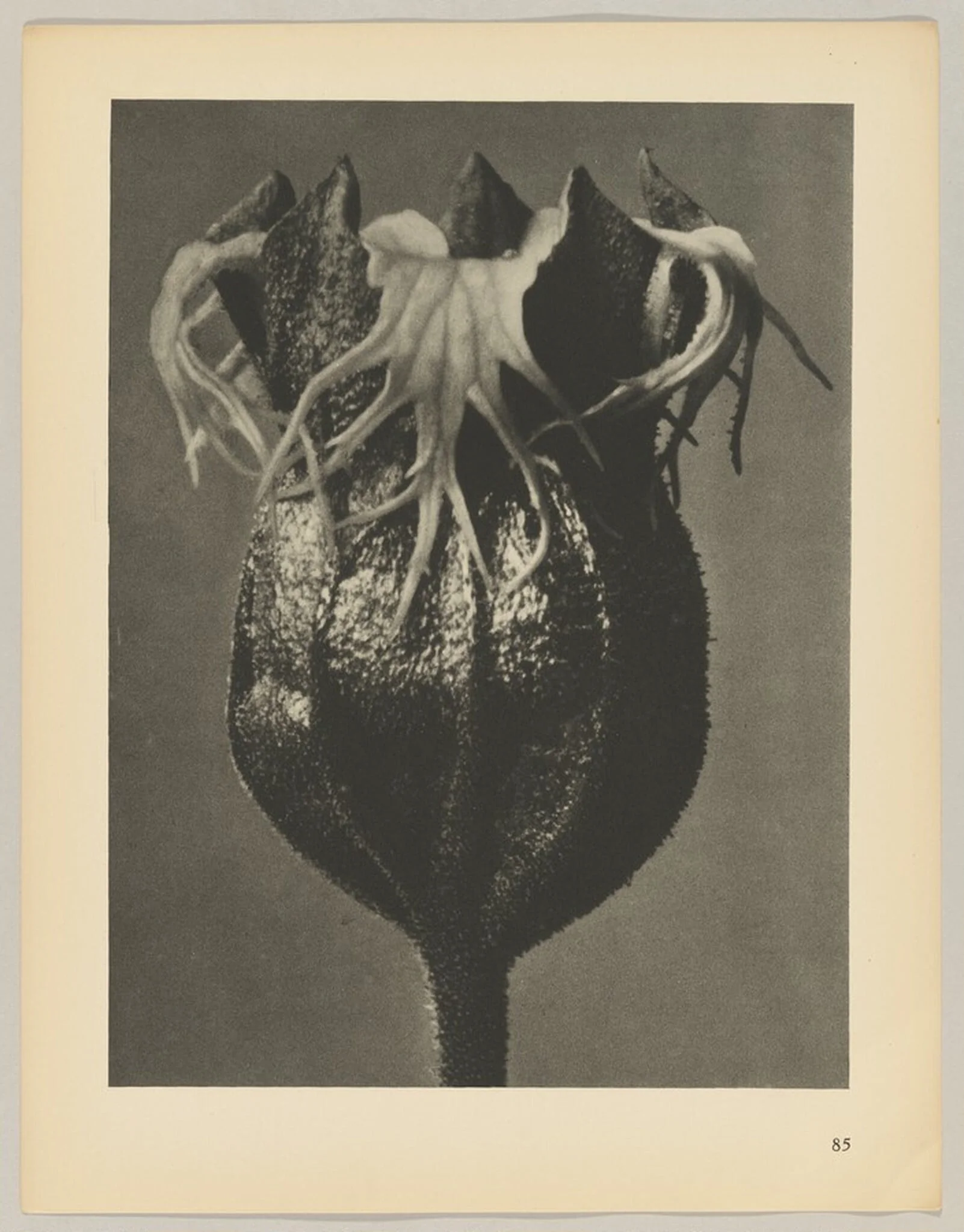 Tellima grandiflora