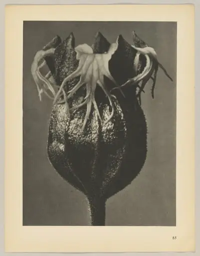Tellima grandiflora