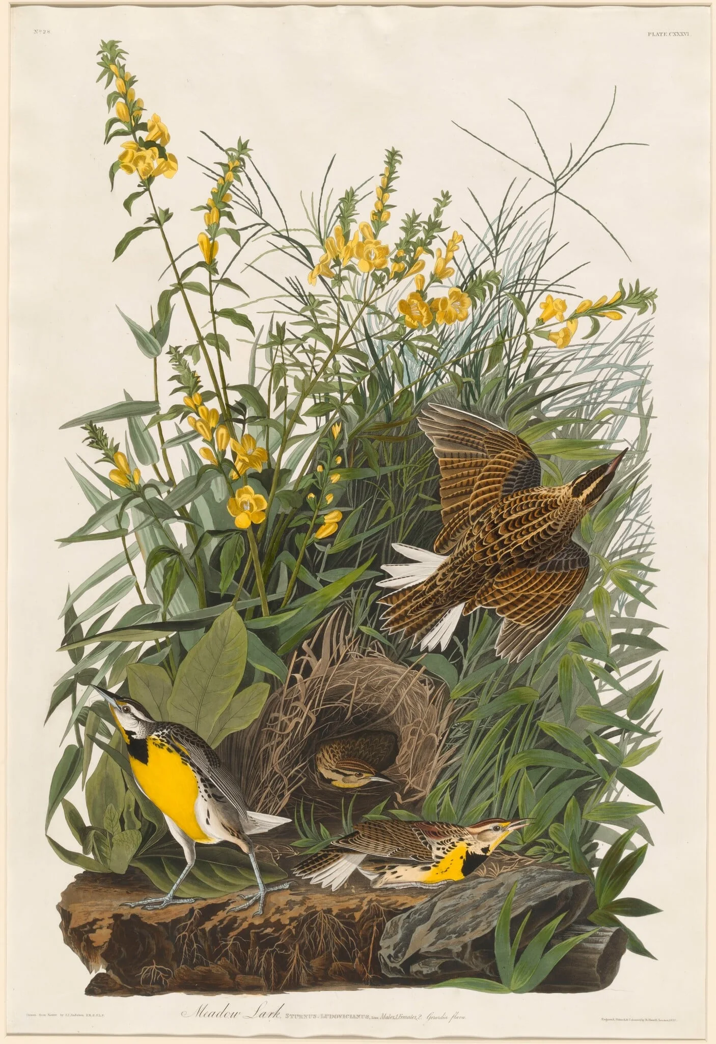 Meadow Lark, by Robert Havell Jr., ink, 1832