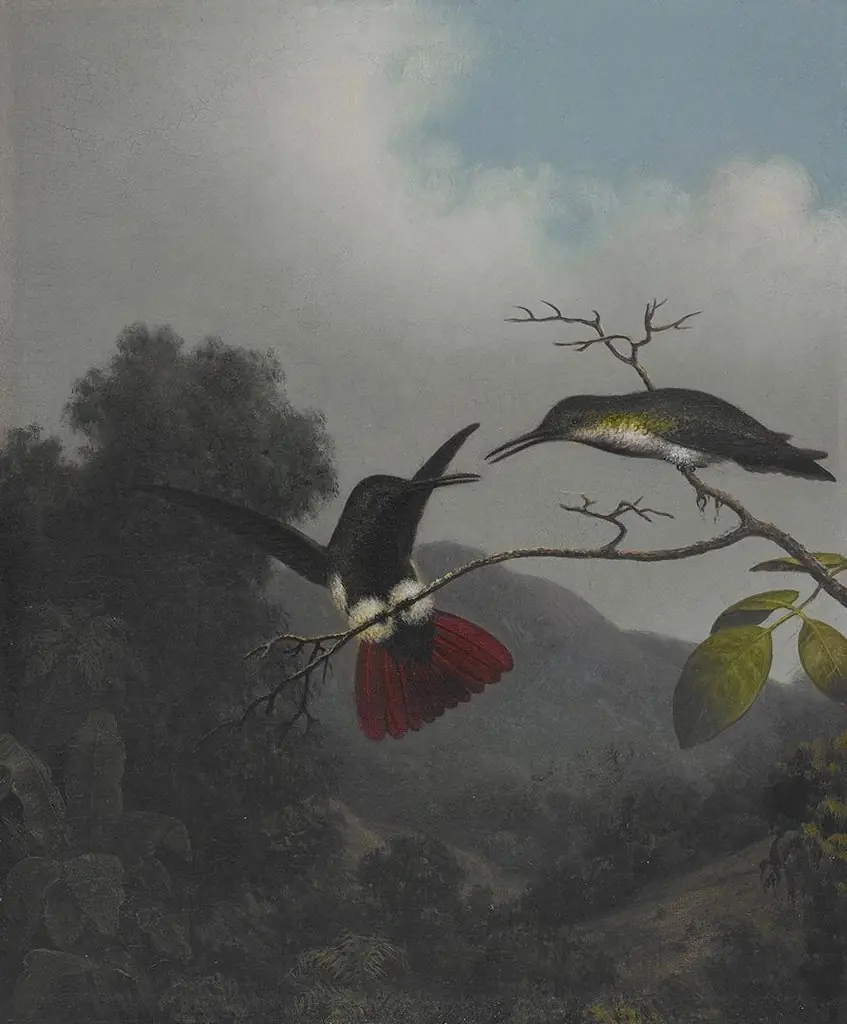Black-throated Mango