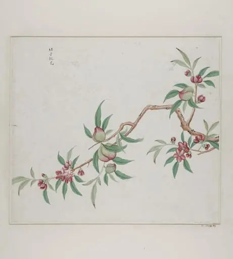 Jie zi tao hua