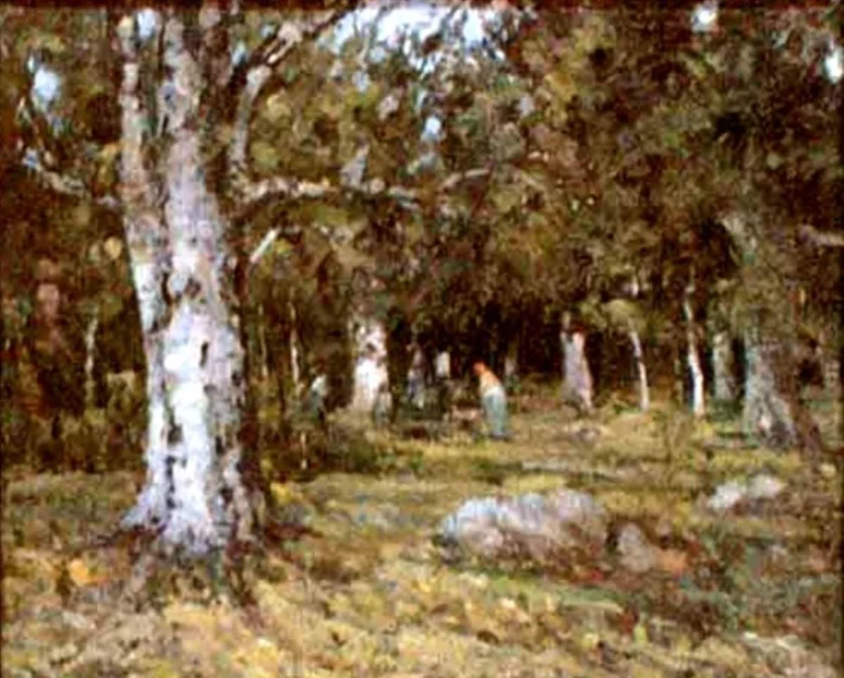 Pădure de fagi vara
