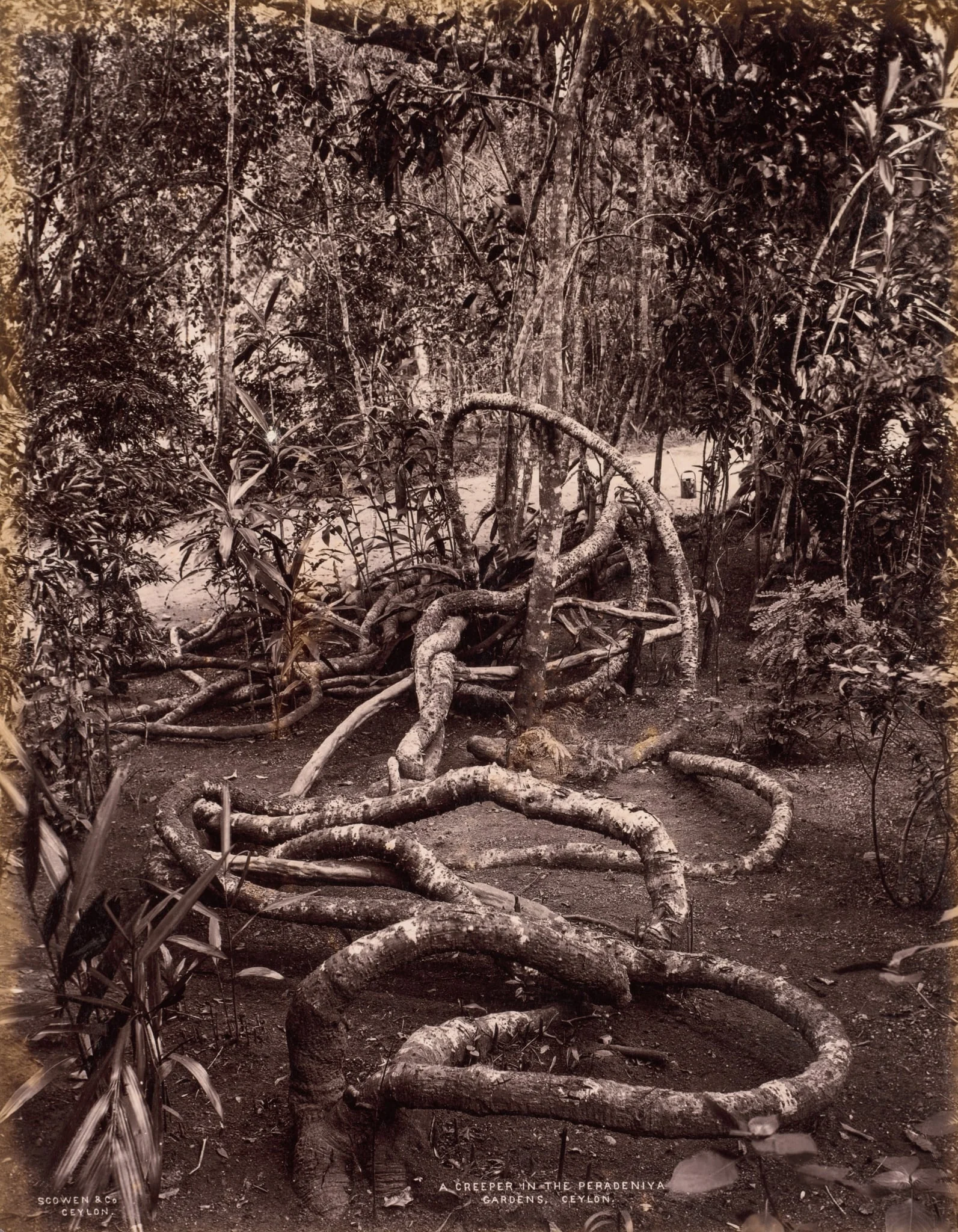 A Creeper in the Peradeniya Gardens, Ceylon, by Scowen & Co., 1880