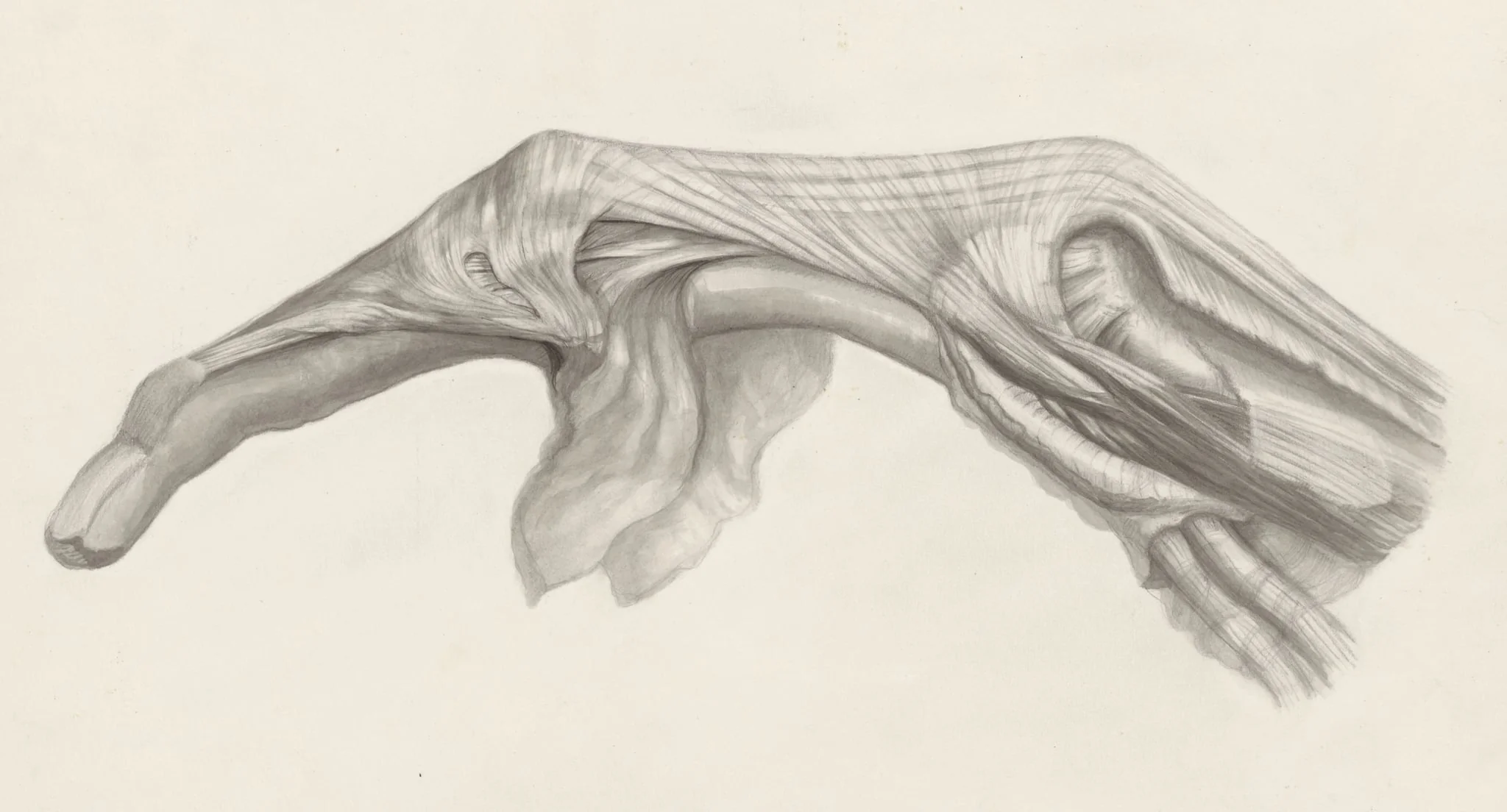 Muscular tissue of the finger, by S. v.d Berg, 1967