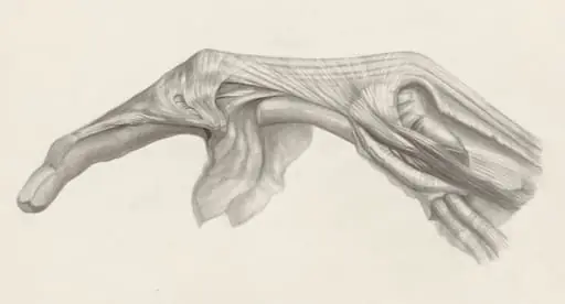 Muscular tissue of the finger