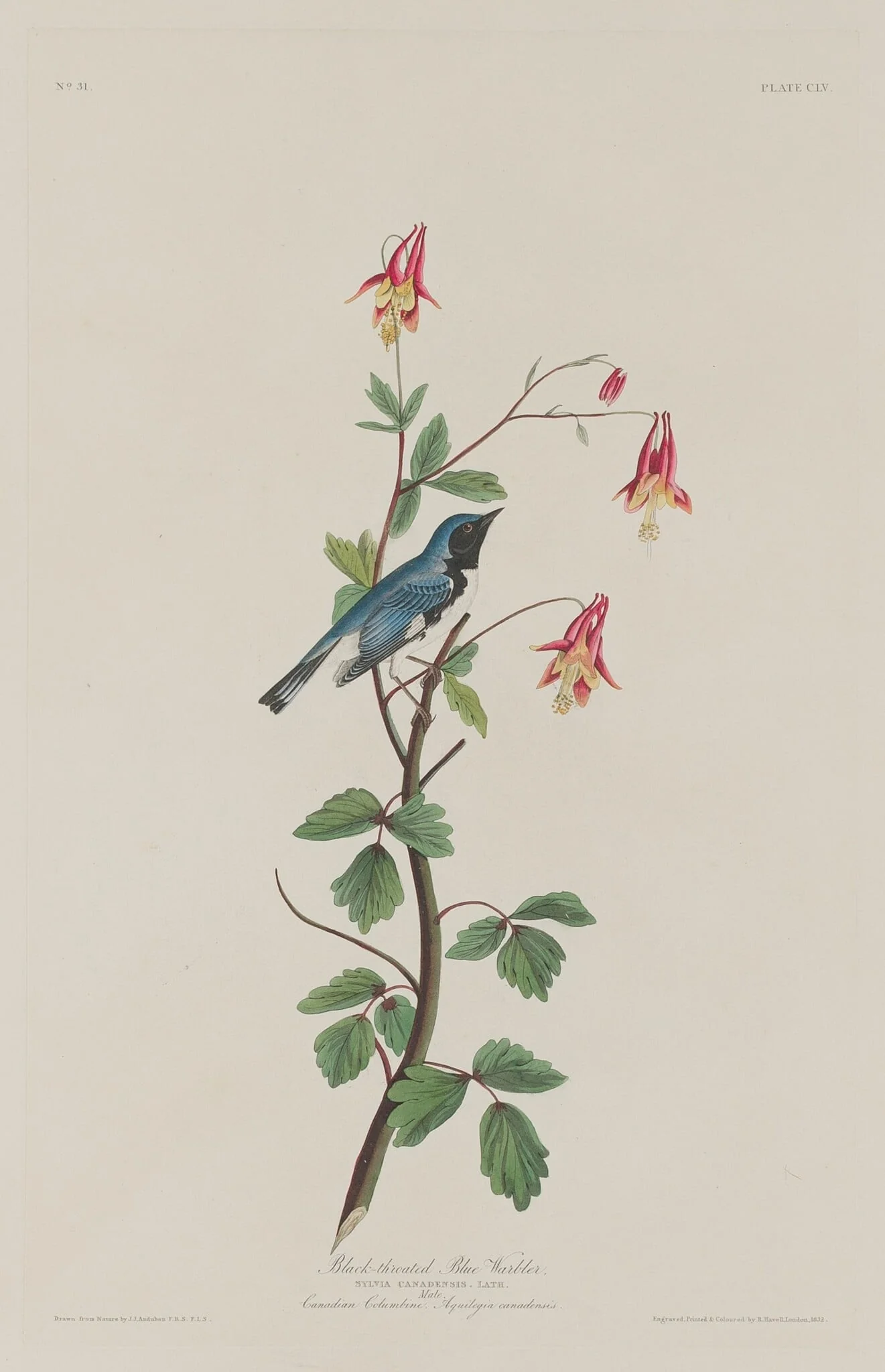 Black-throated Blue Warbler, by Robert Havell Jr., ink, 1832