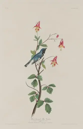 Black-throated Blue Warbler