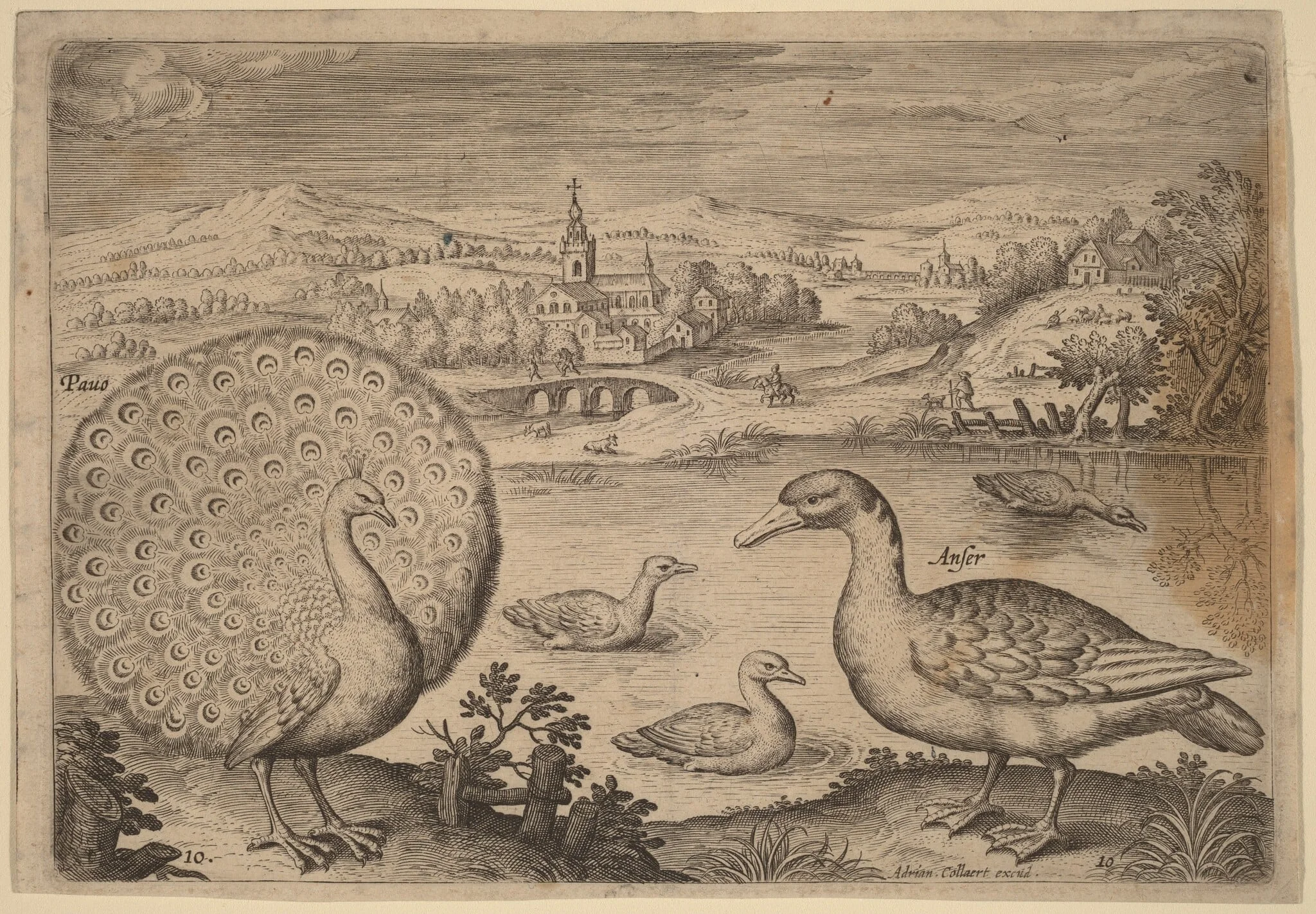 Peacock and Goose, by Adriaen Collaert, ink, 1600