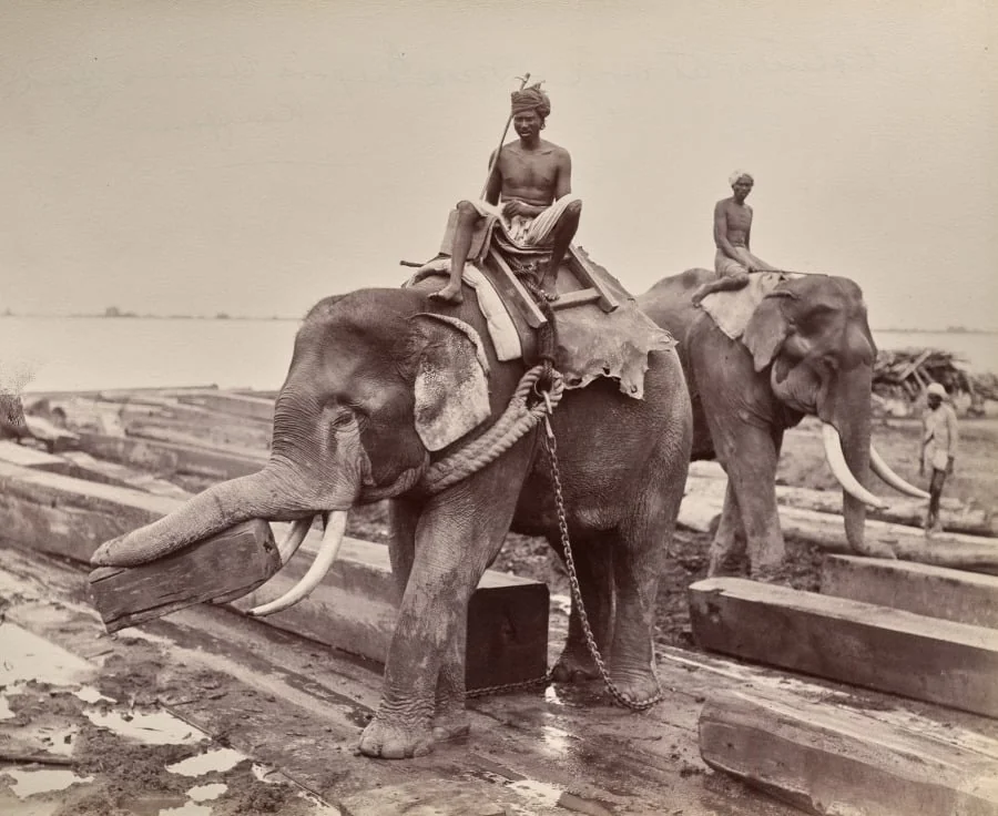 Untitled (elephants moving blocks of wood) (recto), by Unknown, 1880