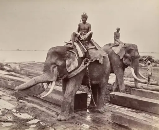 Untitled (elephants moving blocks of wood) (recto)