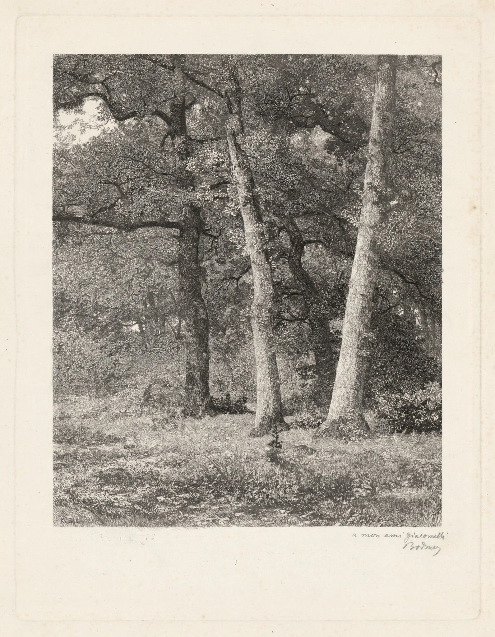 A Forest Clearing