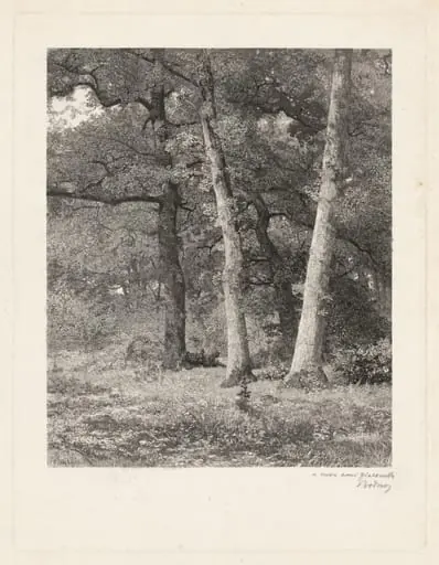 A Forest Clearing