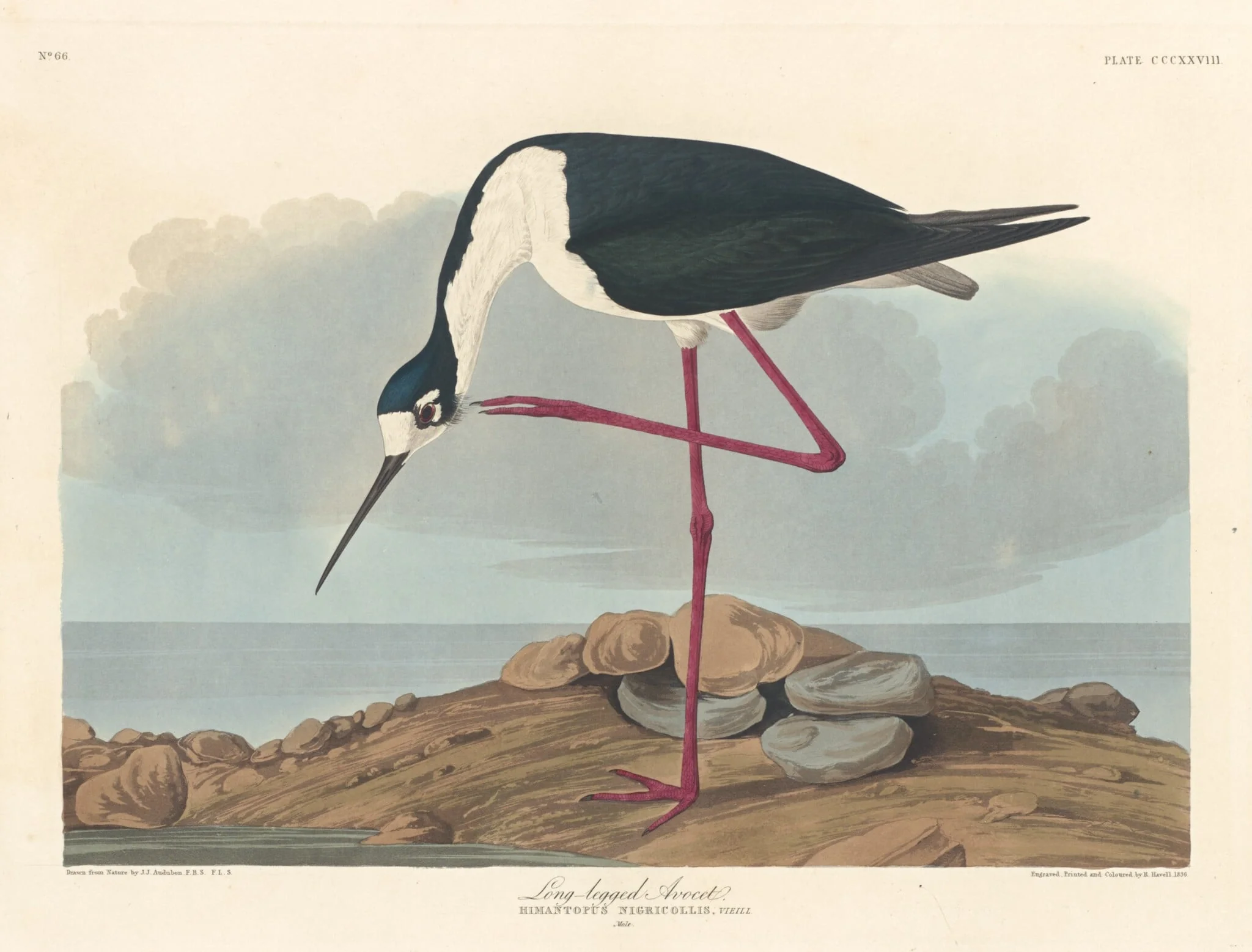 Long-legged Avocet, by Robert Havell Jr., ink, 1836