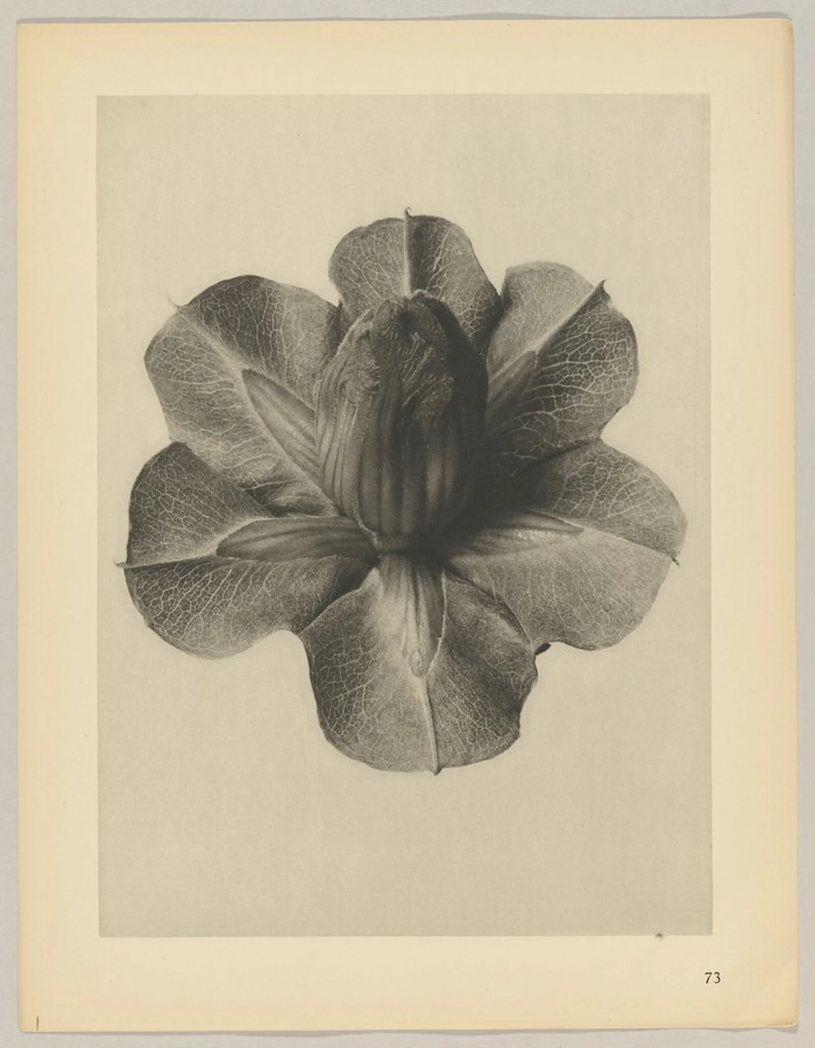 Cobaea scandens, by Karl Blossfeldt, 1928