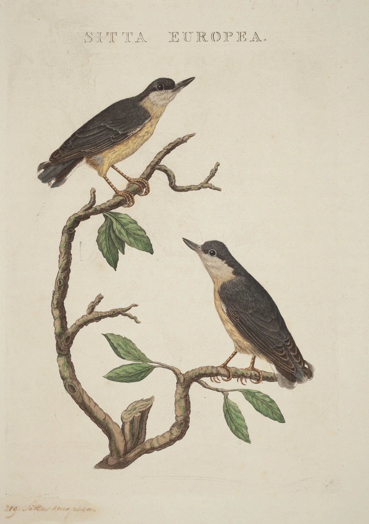 Sitta europea