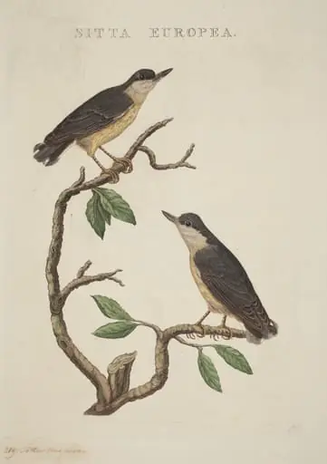 Sitta europea
