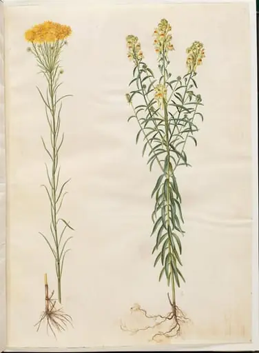 Aster linosyris (guldhår-asters); Linaria vulgaris (almindelig torskemund)