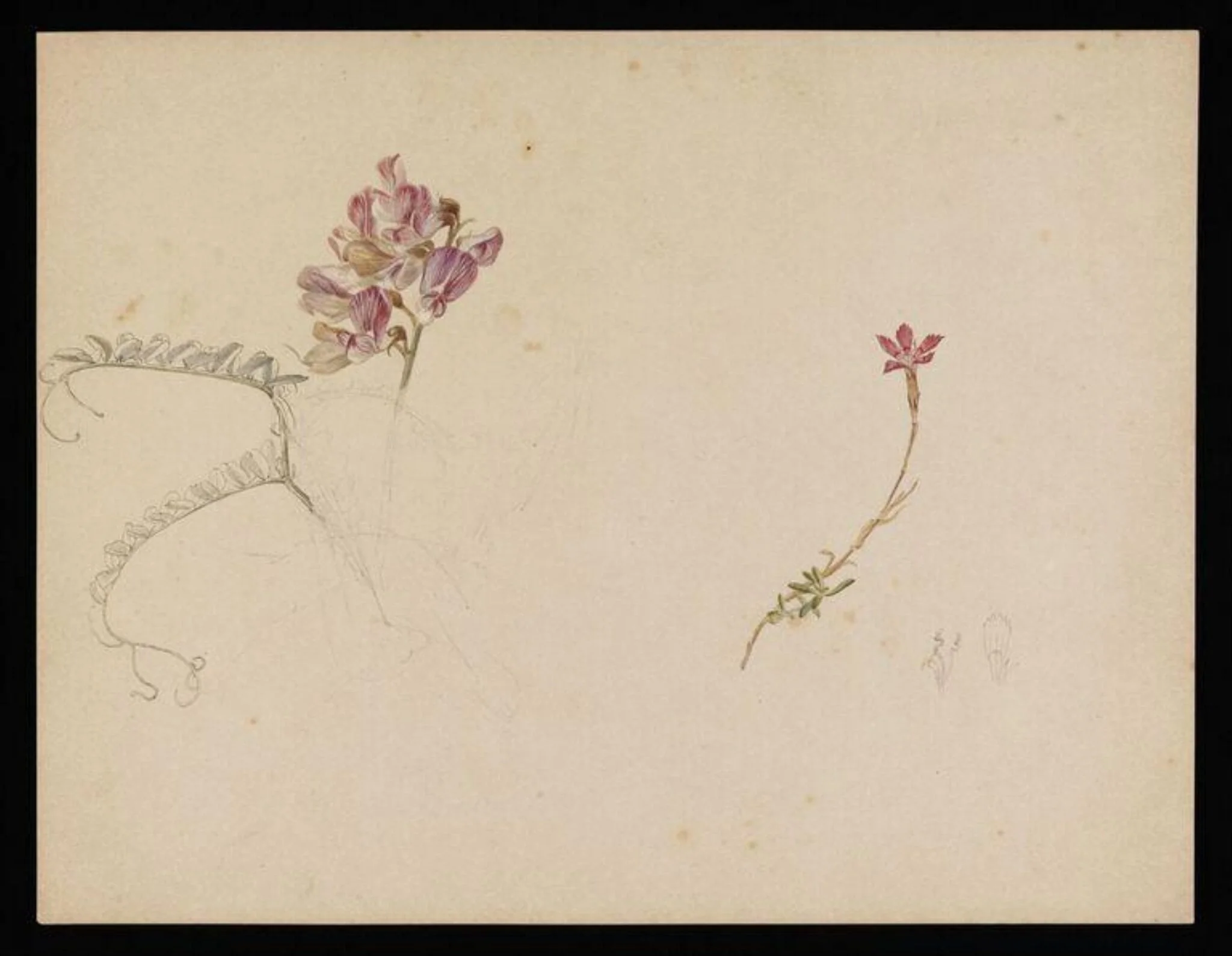 Flower studies; a flower similar to purple vetch and dianthus, by Beatrix Potter, watercolor, 12