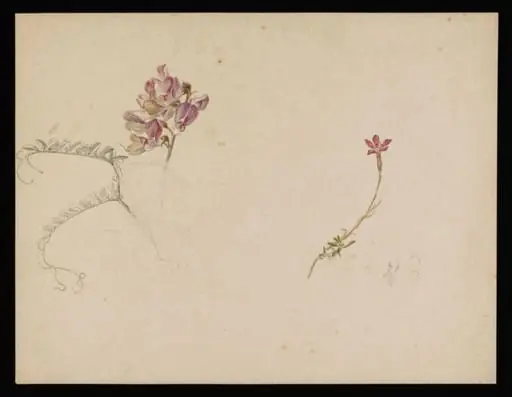 Flower studies; a flower similar to purple vetch and dianthus