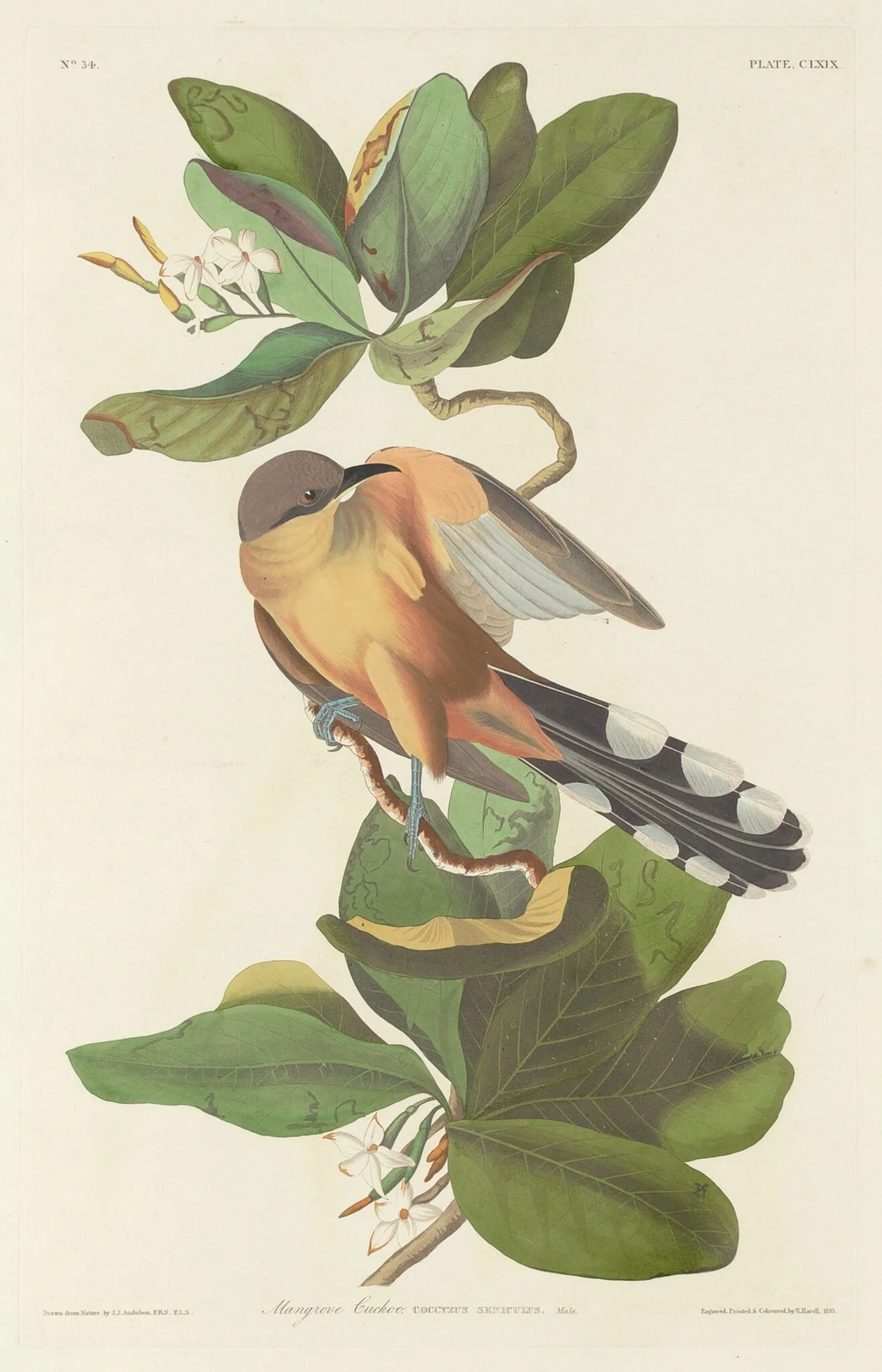 Mangrove Cuckoo, by Robert Havell Jr., ink, 1833