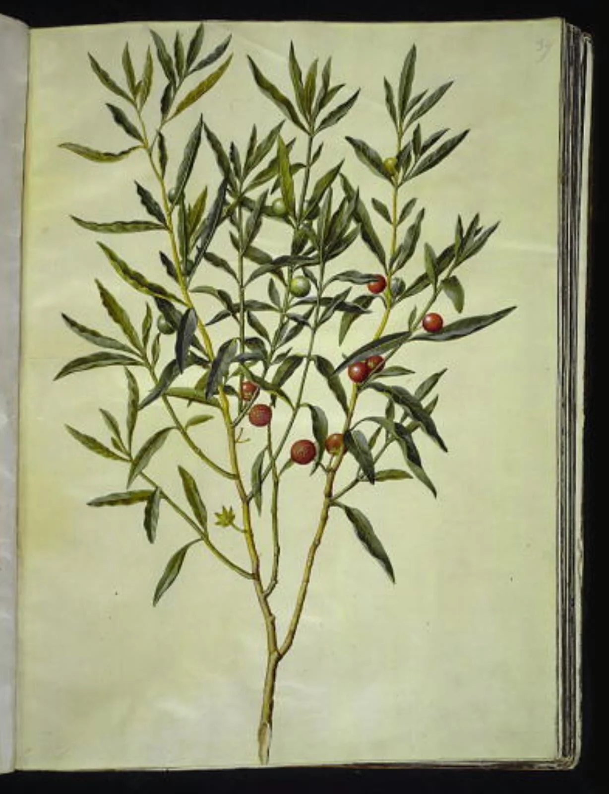 Solanum pseudocapsicum (jerusalem-koralbær), by Unknown, unspecified, 1654