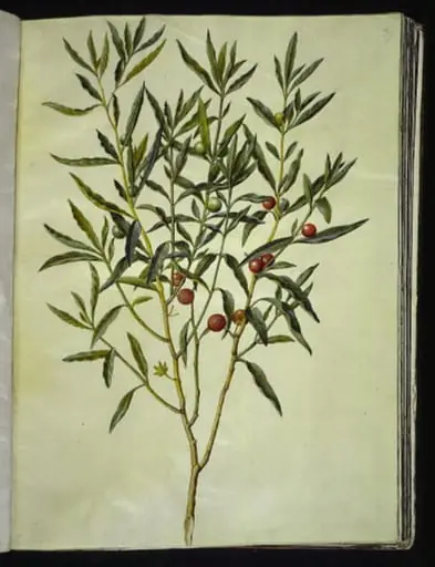 Solanum pseudocapsicum (jerusalem-koralbær)