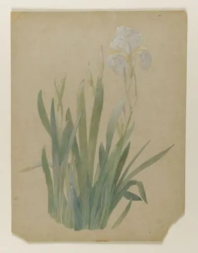 A group of irises, one in flower