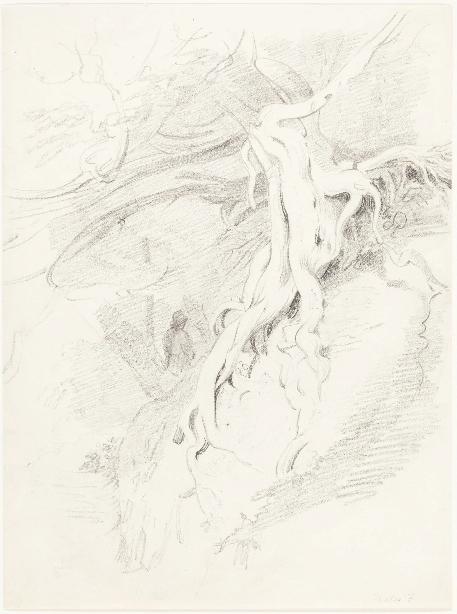 The Yew at Clifton