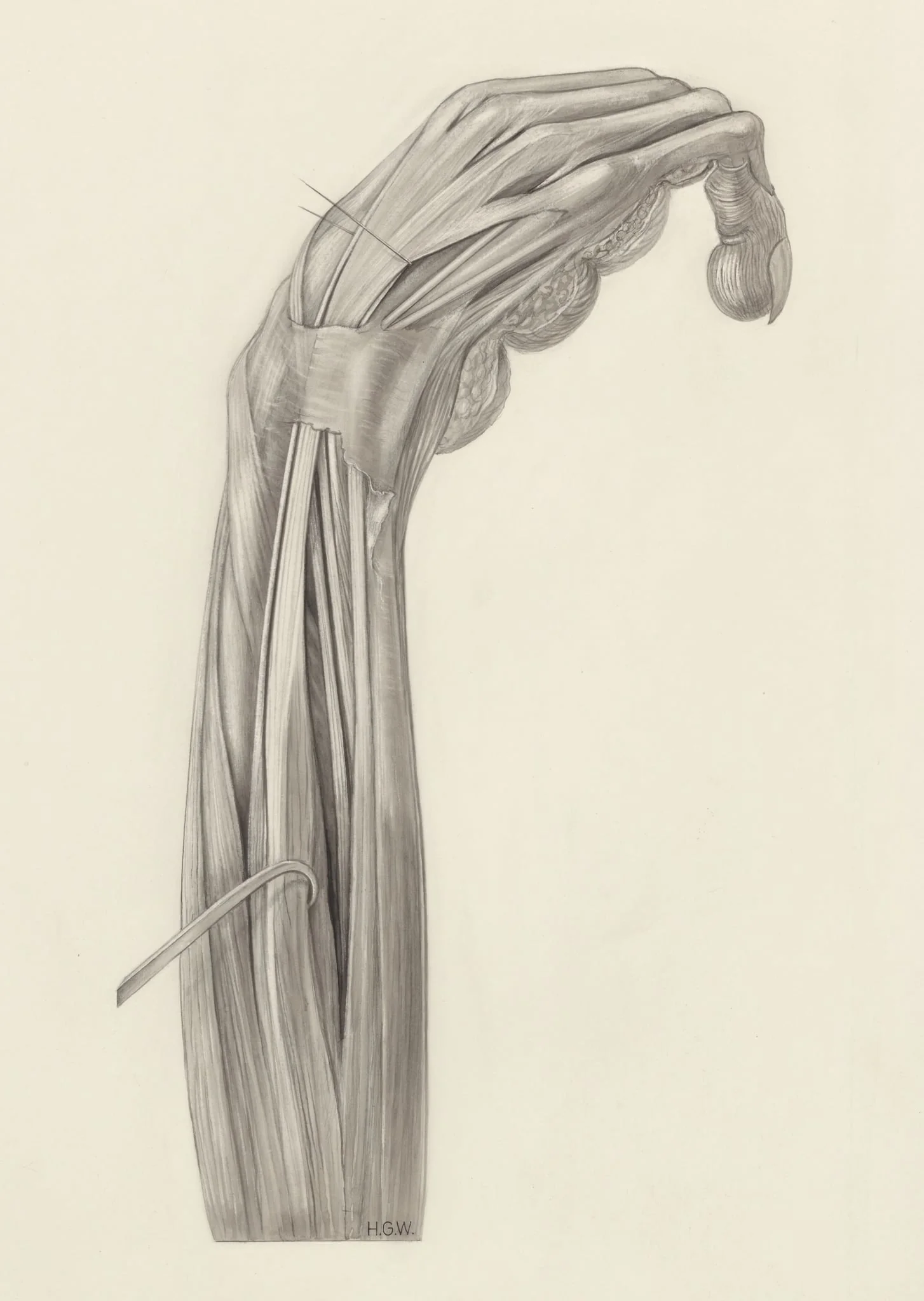 Muscular tissue of the arm of a rhesus macaque