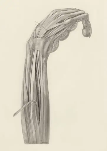 Muscular tissue of the arm of a rhesus macaque