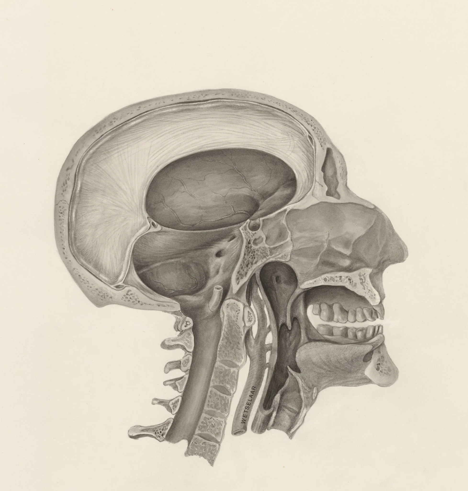 Cross section of the human head