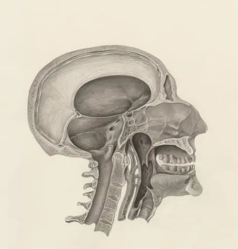 Cross section of the human head