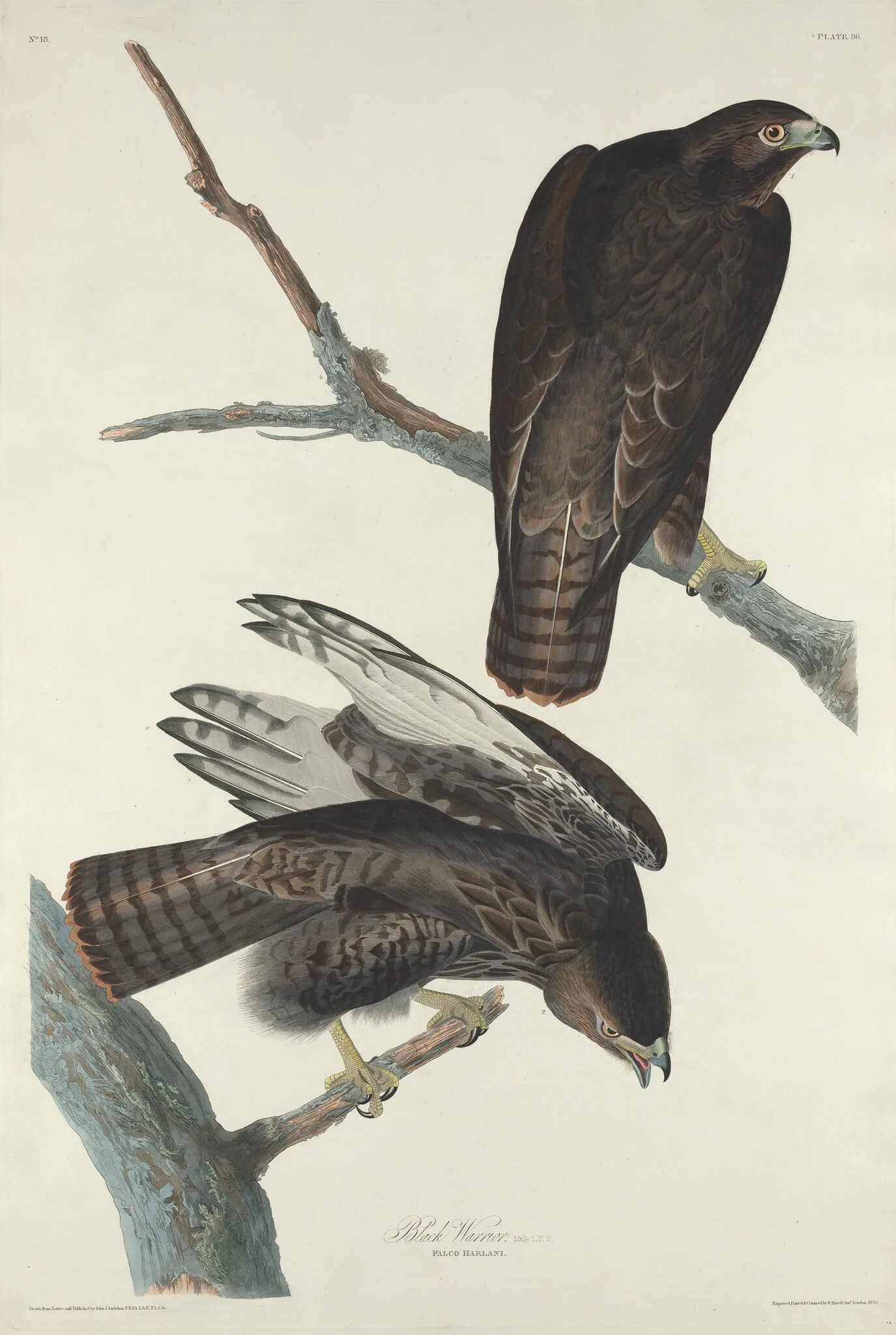 Black Warrior, by Robert Havell Jr., ink, 1830