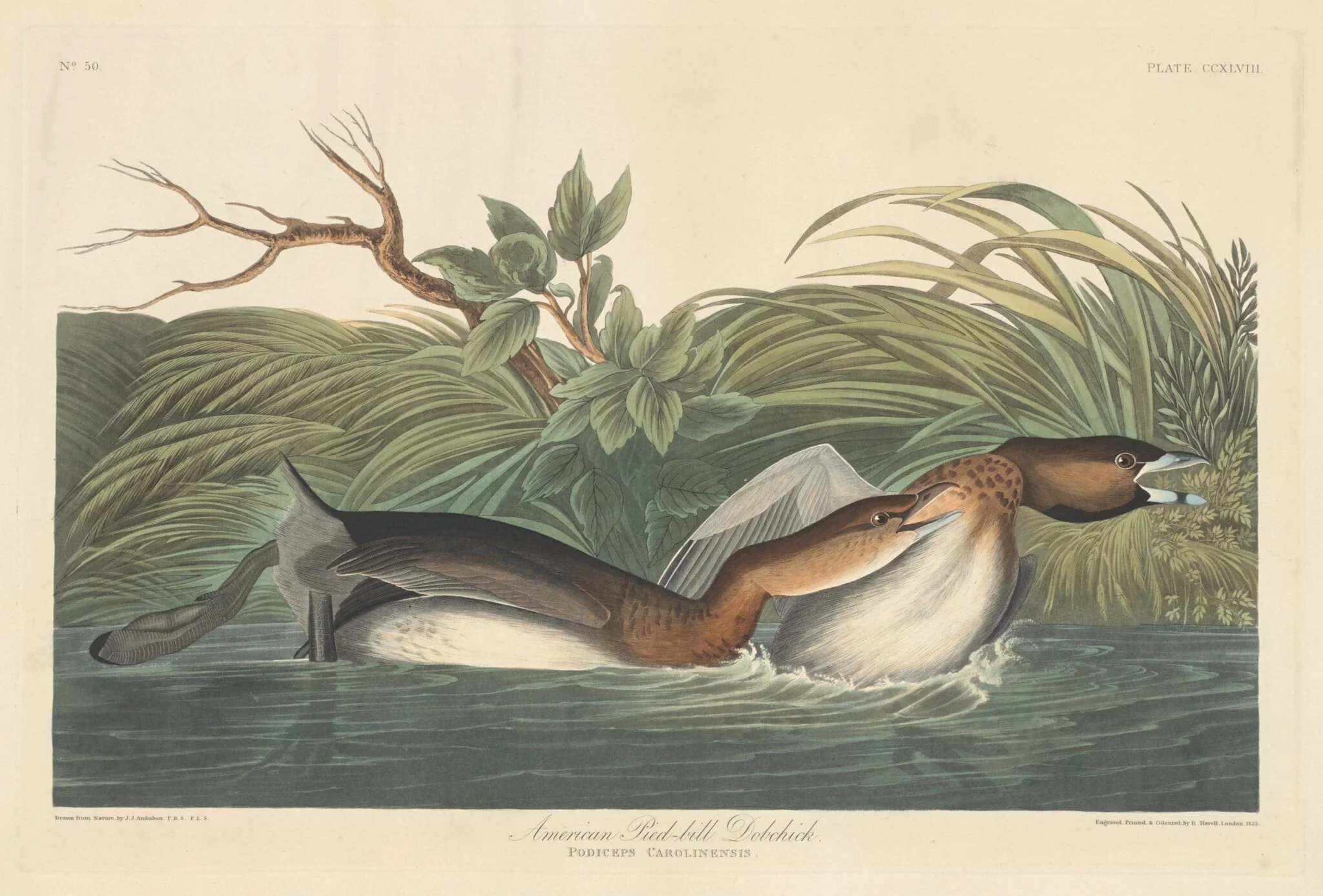 American Pied-Bill Dobchick, by Robert Havell Jr., ink, 1835
