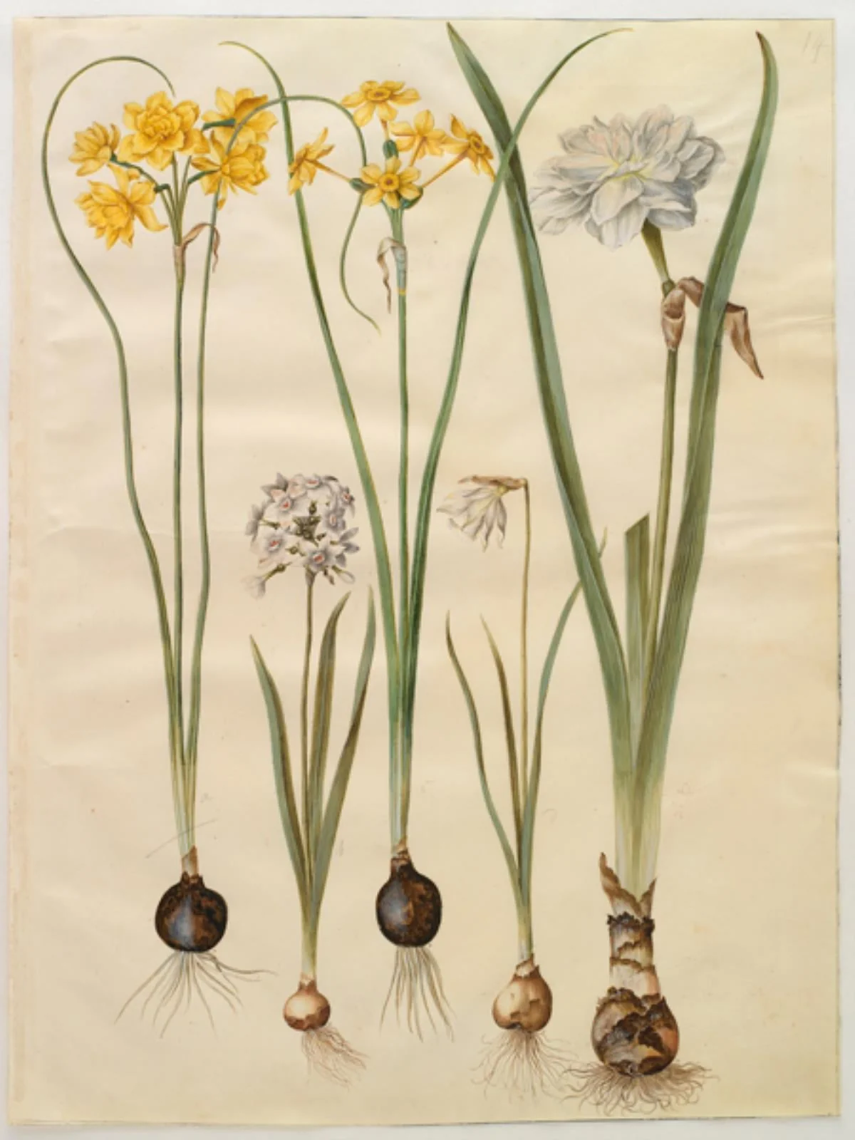 Narcissus jonquilla (siv-narcis); Narcissus tazetta (tazet); Narcissus pseudonarcissus moschatus (moskus-narcis); Narcissus poeticus (pinselilje)