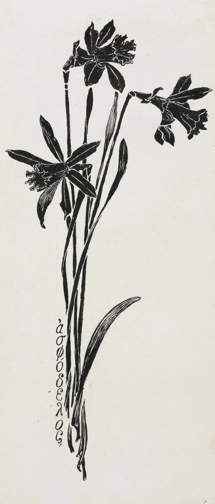 Daffodils, by Harry Fenn, 1884