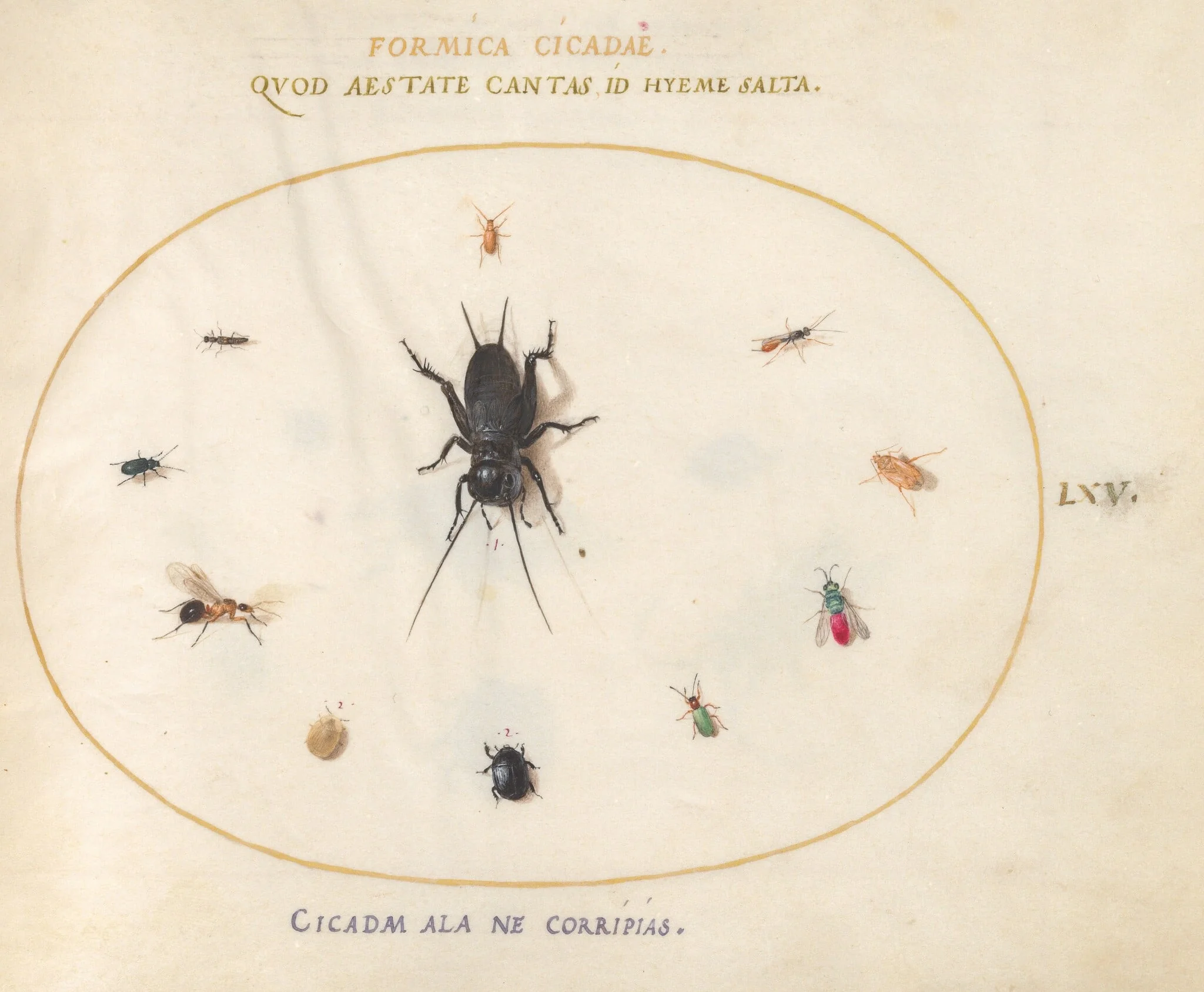 Plate 65: A Cricket Surrounded by Insects, Including a Ruby-Tailed Wasp, by Joris Hoefnagel, gouache, 1594