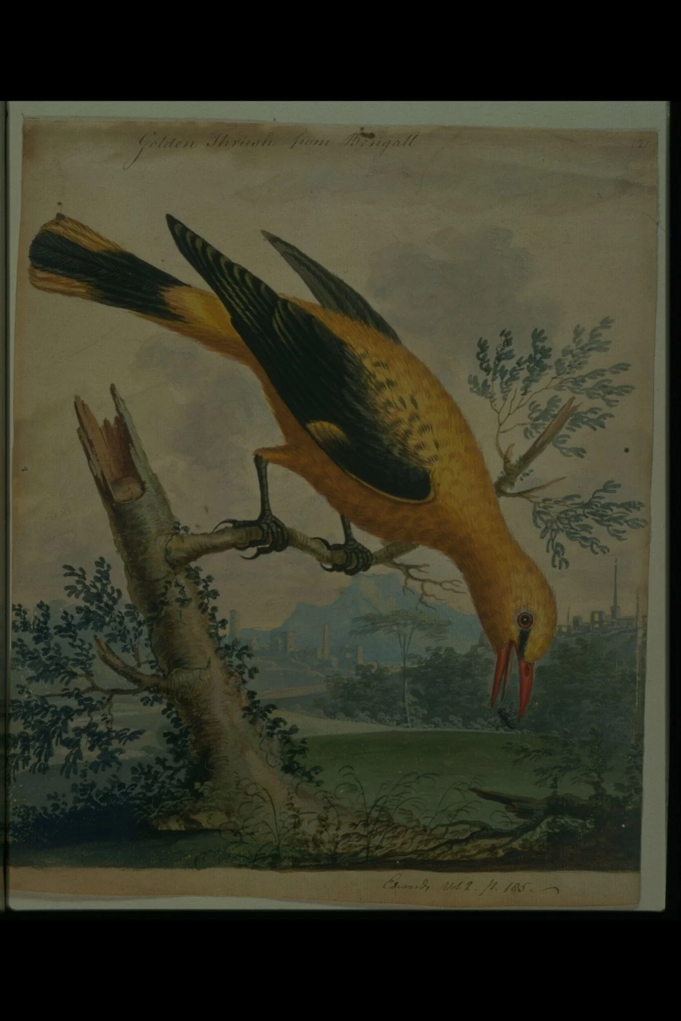 A Golden Thrush from Bengal, by George Edwards, watercolor, 1740