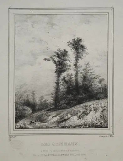 Landscapes:  Young Elm Trees