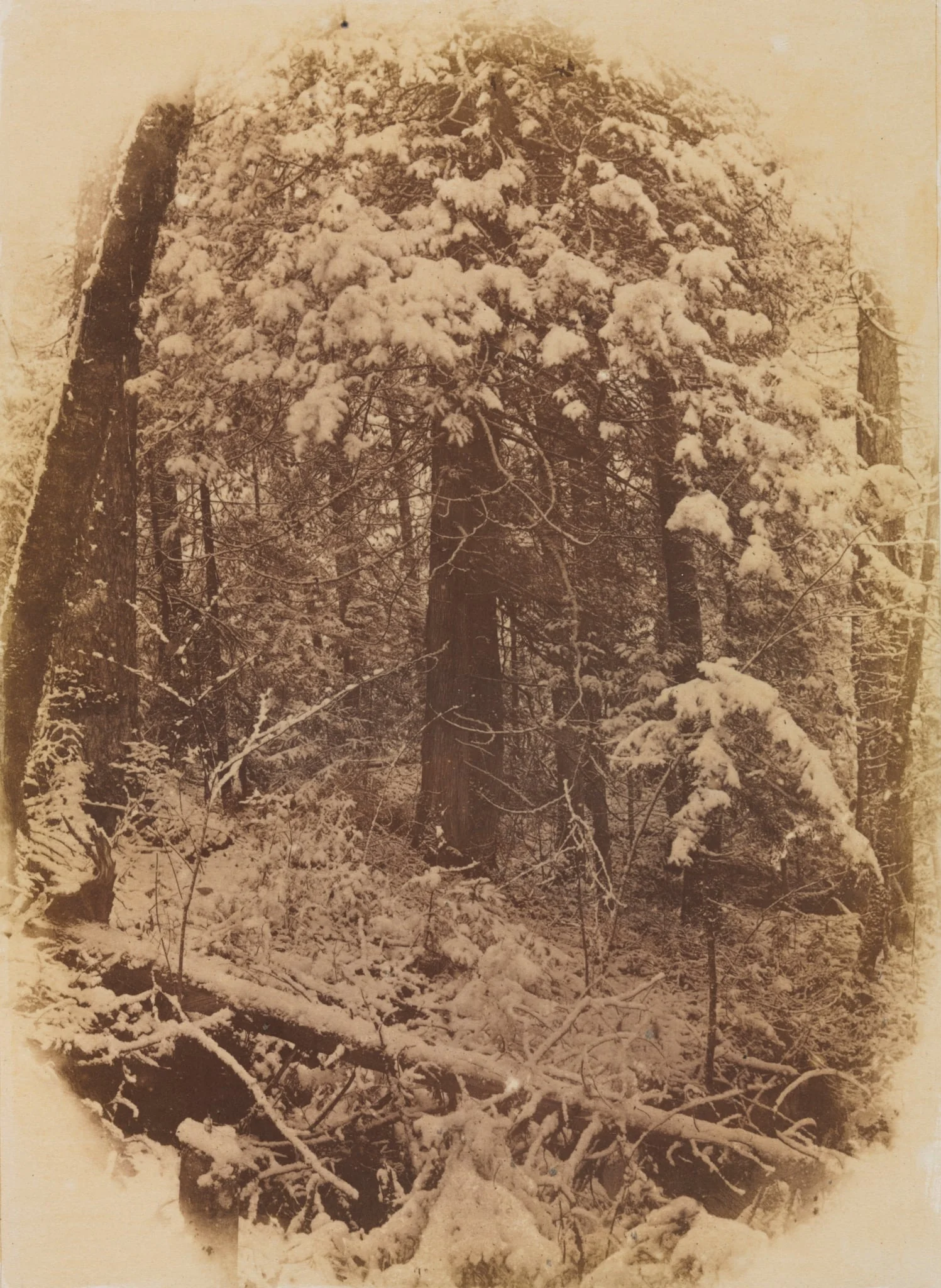 Untitled (Woods in Snow), by William James Stillman, 1859