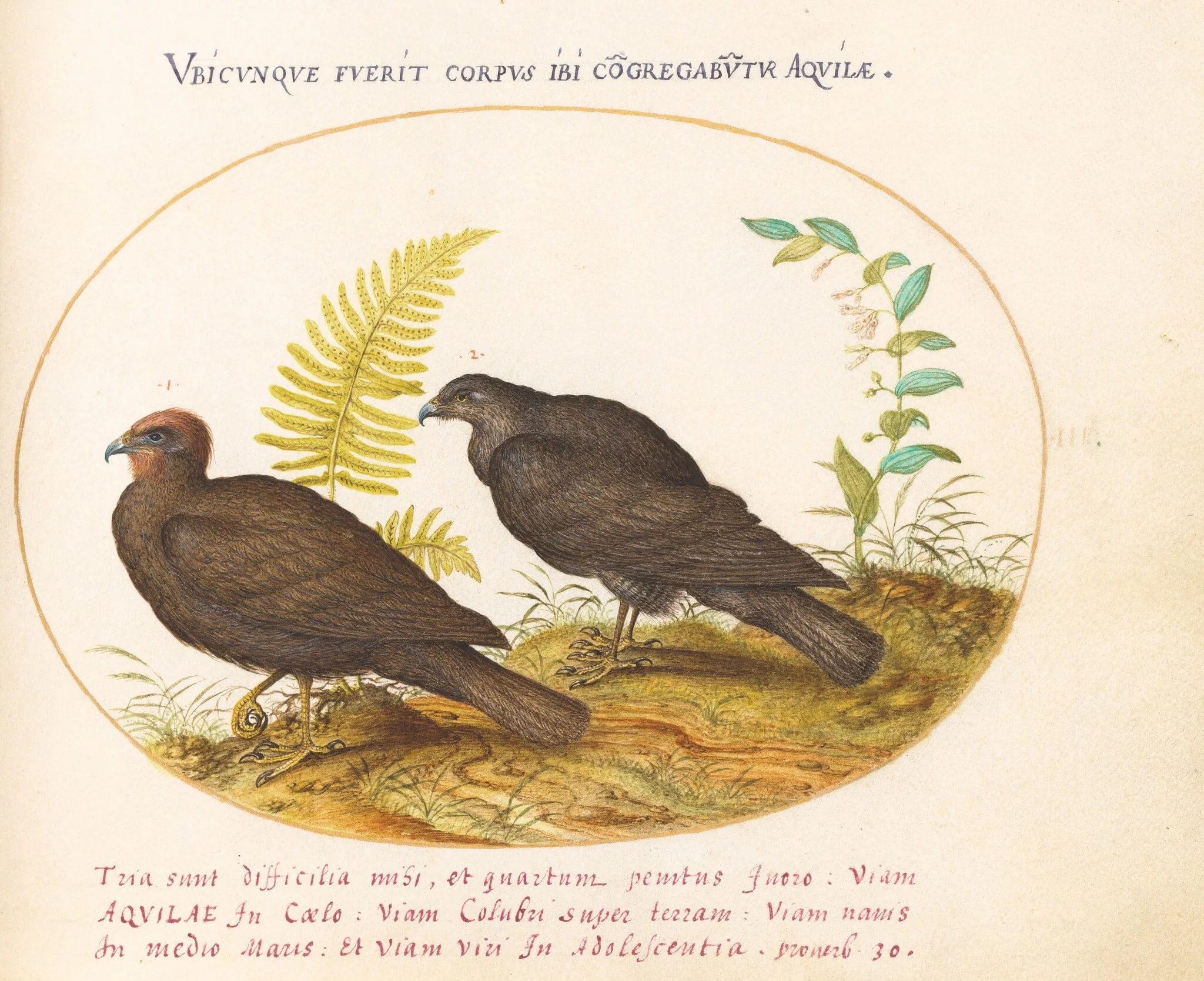 Plate 3: Two Hawks, by Joris Hoefnagel, gouache, 1594