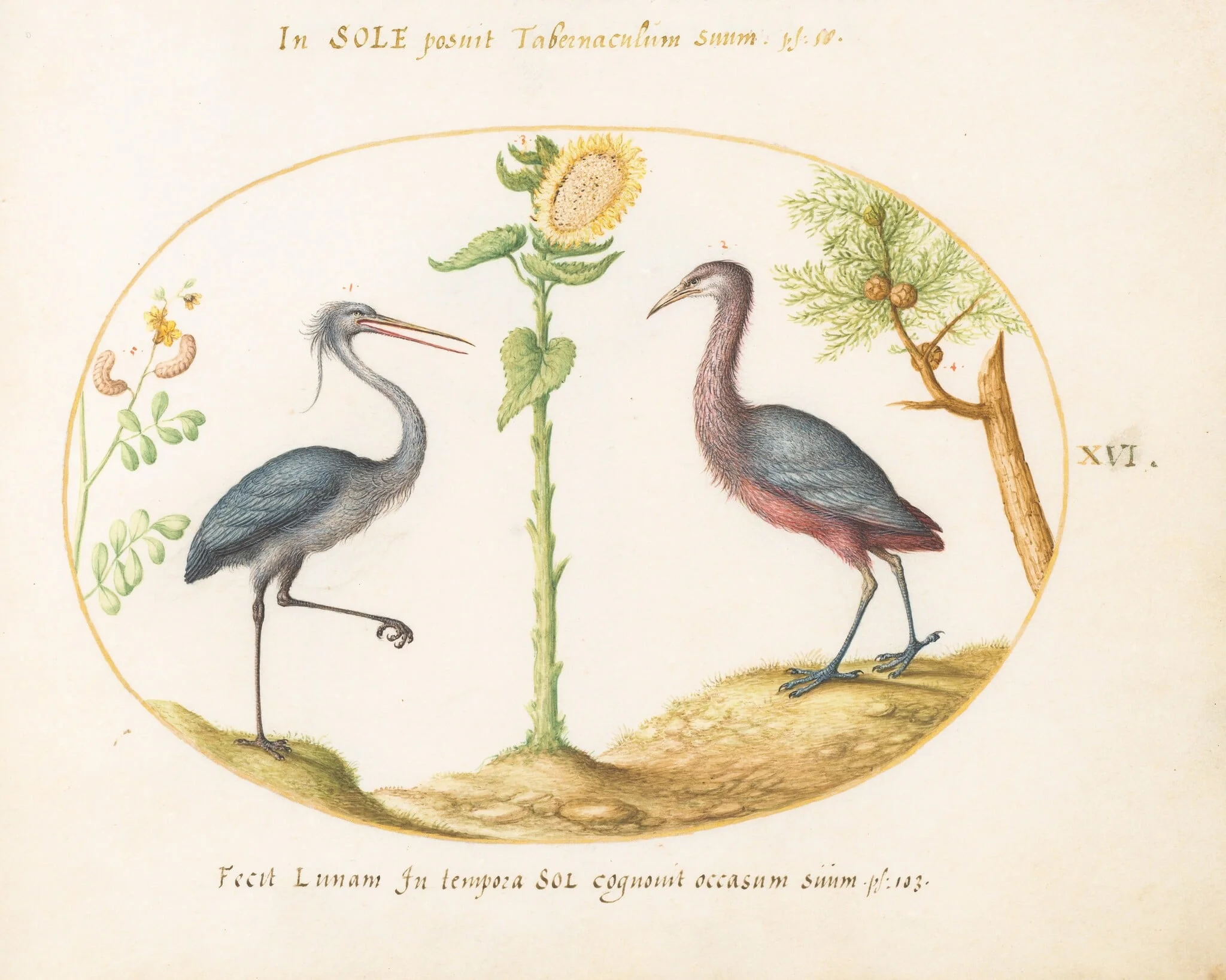 Plate 16: Gray Heron and Purple Heron(?)  with a Sunflower, by Joris Hoefnagel, gouache, 1594