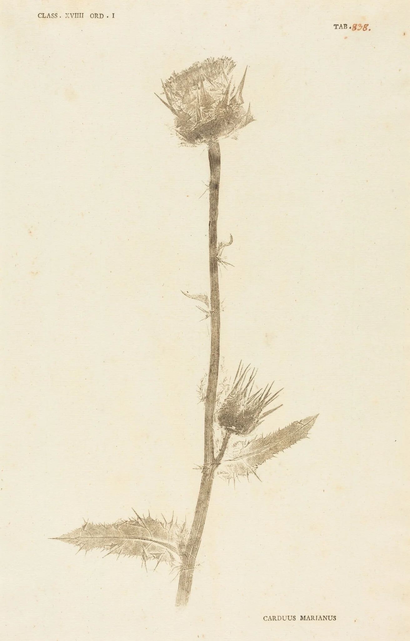 Carduus Maarianus, by Johann Hieronymus Kniphof, ink, 1760