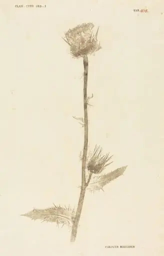 Carduus Maarianus
