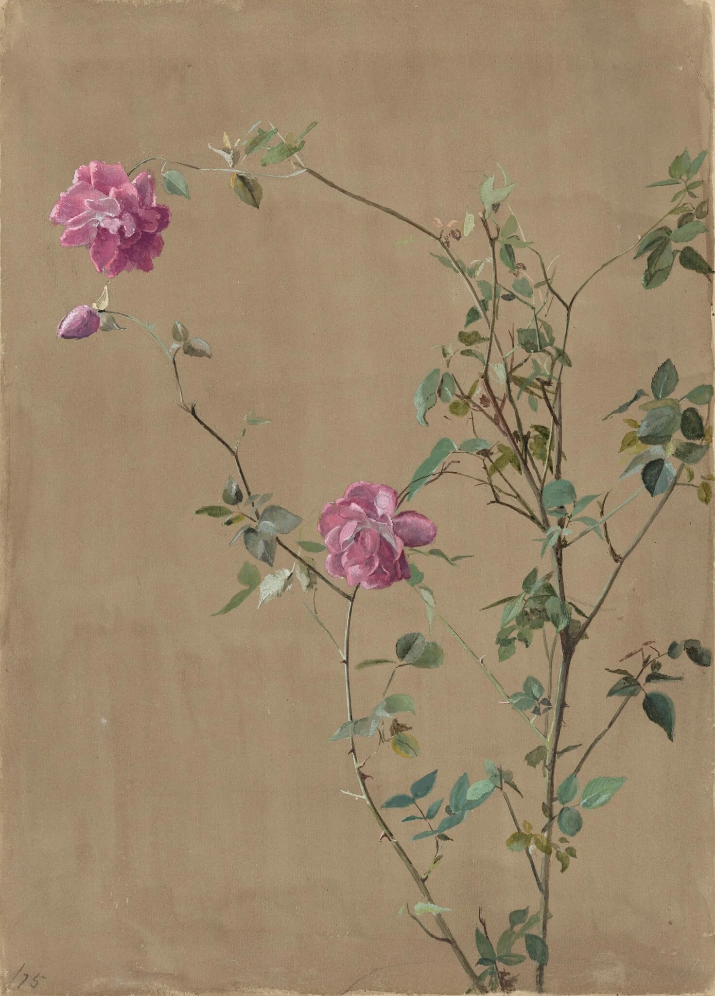 Pink Roses