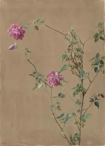 Pink Roses